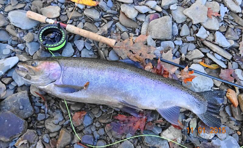 A real brute for the PA creeks.  28" long and it put me into the backing in ten seconds and took me down river 150 yards from where I hooked this gorgeous hen.