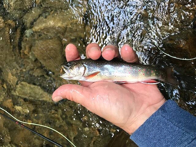 WV native and state fish the brook trout. What a wonderful day!!