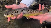 Personal-best small stream brown