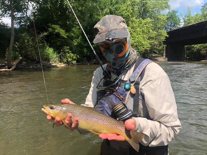 Another brown on a nymph