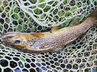 Brown trout on a mattress thrasher.