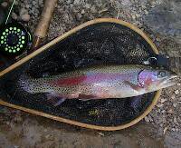 15" Rainbow there is alot of red on this one