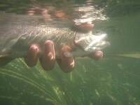 The rainbow trout