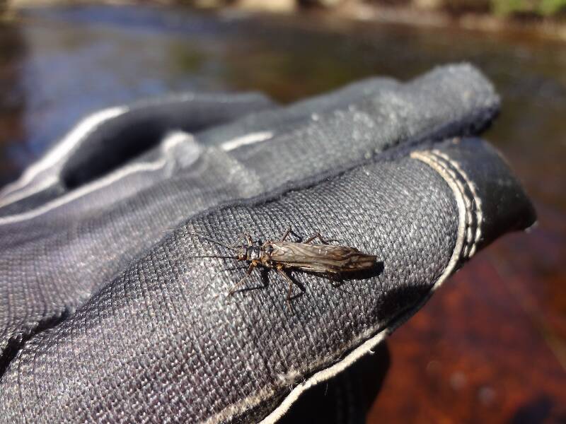 This stonefly hatch was incredible, they were dropping on the water everywhere!