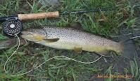 This brown is 20"+ long and is a great example of a wild Delaware grown trout.