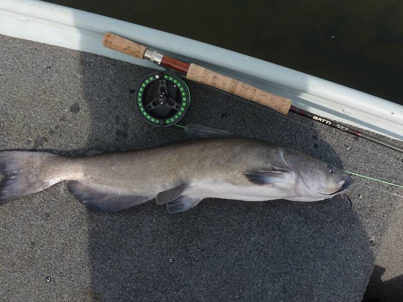 Awesome experience and one of the largest channel cats I've ever caught.  Very strong and they can reall pull and run line.