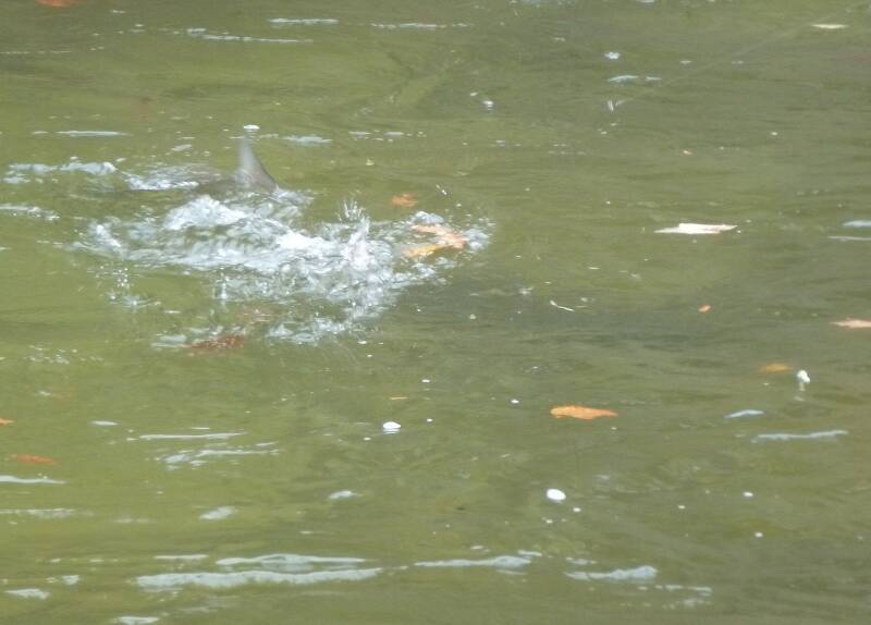 Great shot of a steelhead throwing water and flicking it's tail!