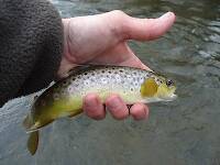 Average Brown Trout