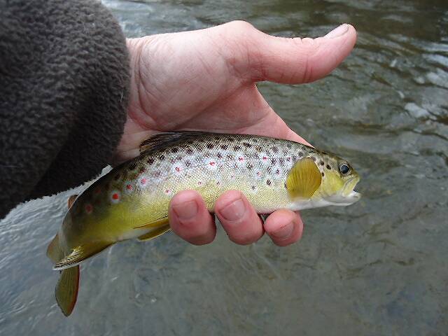 Average Brown Trout
