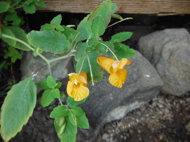 Spotted jewelweed (Impatiens capensis) - blooming by the seaplane dock at Todd Harbor