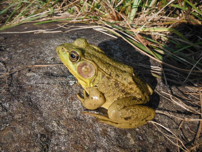 Another example of "tame" wildlife, this time a green frog at Hidden Lake