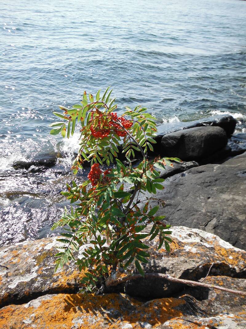 A mountain ash (Sorbus americana or decora) living on the edge (of Lake Superior)!