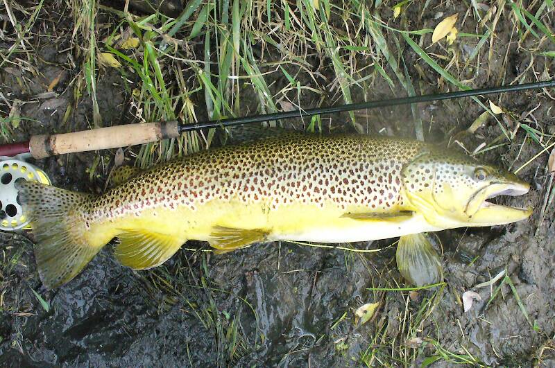This brown is something over 21". Maybe someone can figure it out; the grip is 7" long & the fish is well over 3X as long as the grip.