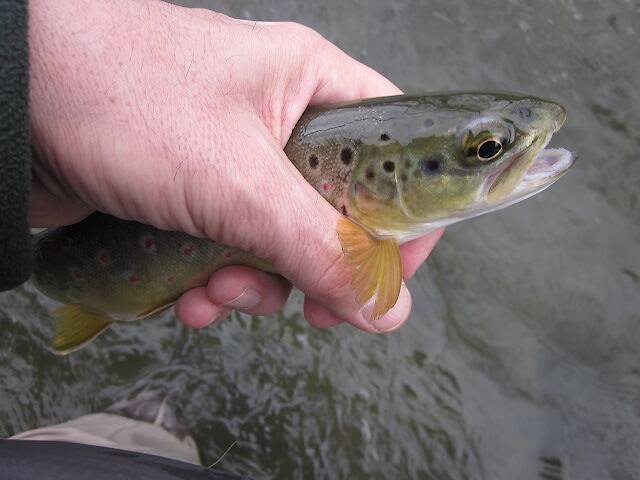 Little, lovely, wild, healthy, PA Brown.