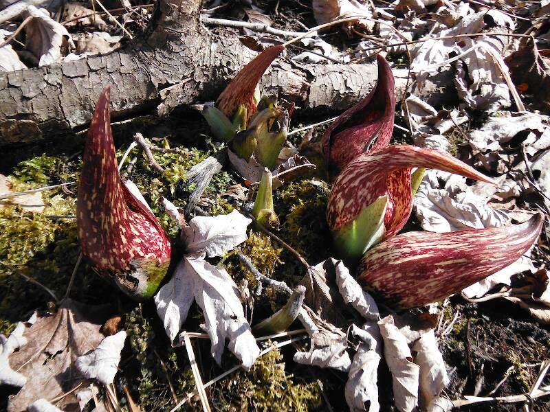 This looks more like an alien than a wildflower!  (Skunk cabbage, Symplocarpus fetidus)