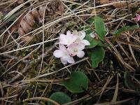 Trailing arbutus, a beautiful and fragrant wildflower