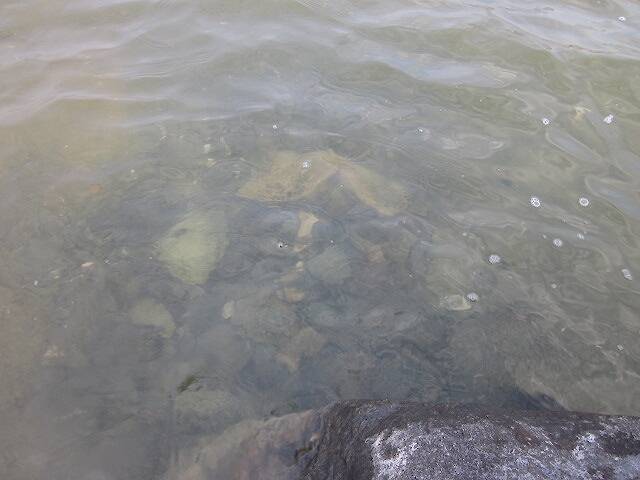 One of the spawning beds.