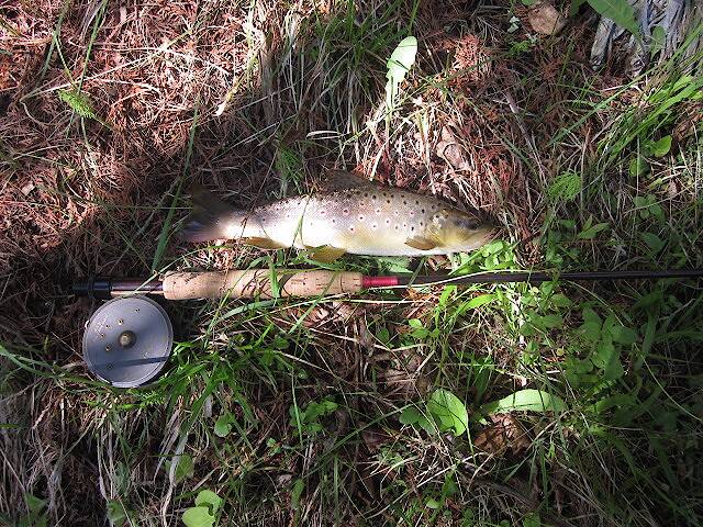 Small Mainstream Brown caught in a run where Ernie used to fish.