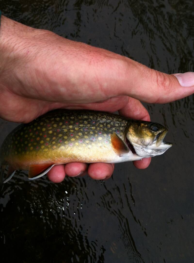 A small North Branch Brookie