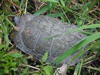 Wood turtle hanging out on stream bank