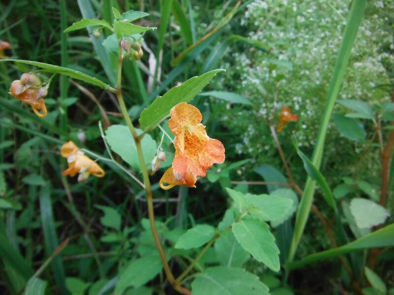 Spotted jewelweed (Impatiens capensis)