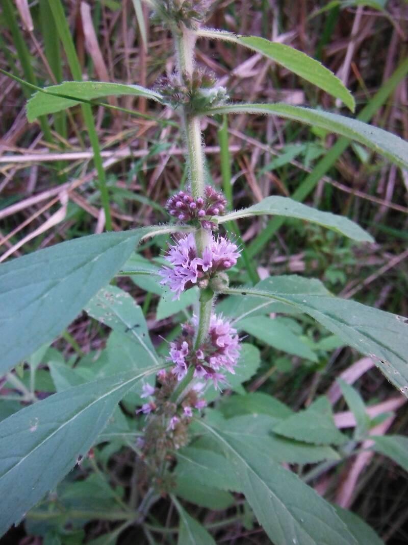 Field mint (Mentha arvensis) - this plant makes the best mint tea in the known Universe!  Pick fresh leaves, steep in boiled water for 5-10 minutes, add sugar as desired, and enjoy!