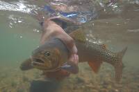 ©2004 Mike Speer 
Underwater Cutthroat caught at Boxwood Gulch Ranch, on the north fork of the South Platte river near Bailey, Colorado. An Ex-streamly clear tail water, great for sub-surface photography.
.