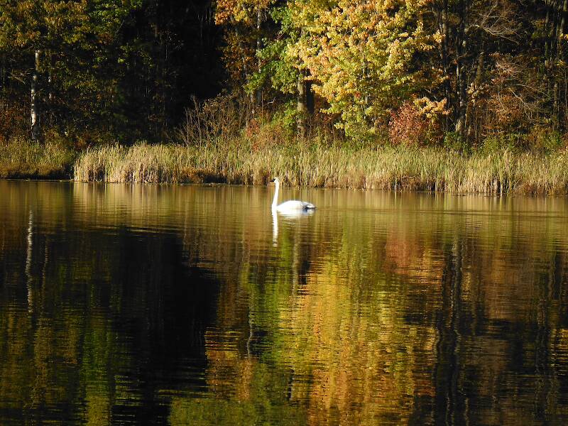 Male trumpeter swan...came out of a nearby swamp and honked gently at me...