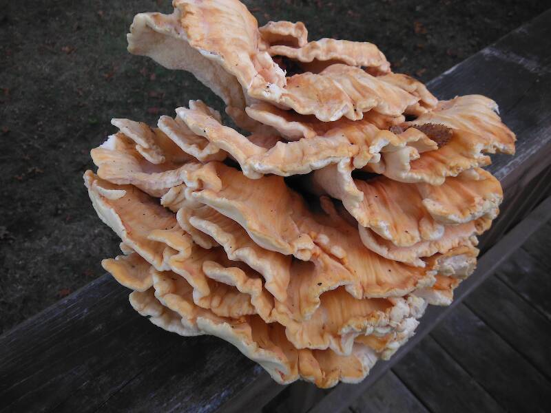 Sulfur-shelf, a.k.a. "chicken of the woods" - an all time favorite of mine and a surprising find this late in the season!