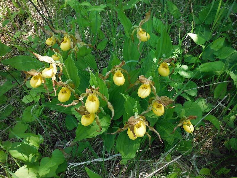 Spectacular clump of yellow lady's slipper orchids on the drive to the river