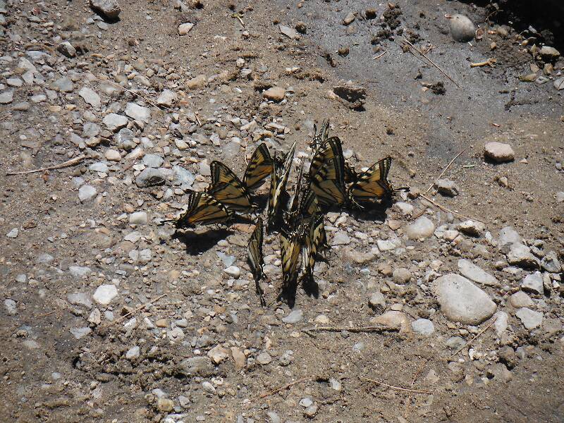 Tiger swallowtails gathering to sip from mud on the bank of the Rifle