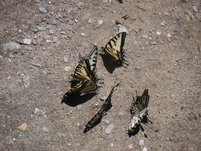 More butterflies, there were several dozen of them!