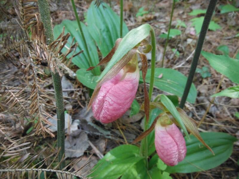 Pink lady's slippers on the trail back to the car