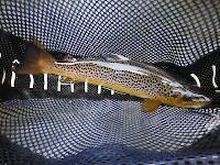 Colorful 14-inch brown on a #12 Light Cahill