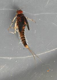 February 15, 2014. Mature male nymph. 7 mm (excluding cerci). In alcohol.