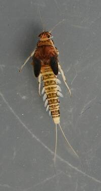 February 15, 2014. Mature female nymph. 7 mm (excluding cerci). In alcohol.