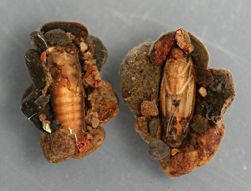 Prepupa and pupa in cases. Prepupa and pupa 6 mm. Cases 9 mm. Collected July 3, 2008. In alcohol.