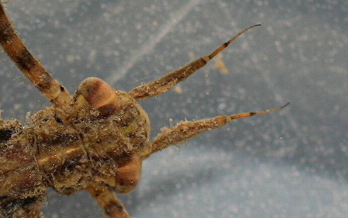 Live specimen. Closeup of head. April 9, 2014.