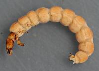 Tinodes larva. 11 mm.