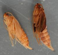 Immature and mature pupae. 10 mm.