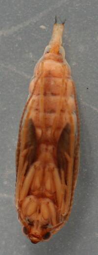 Ventral view of pupa. 10 mm.
