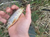 A baby wild rainbow. Sorry for the low quality pic, but I was more focused on getting him back in the water than anything else.