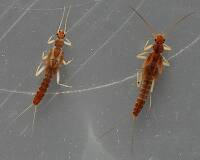 Female (left) and male (right). 5.5 - 6 mm.