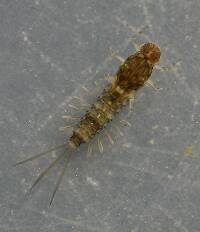 Male 3.5 mm, excluding cerci.