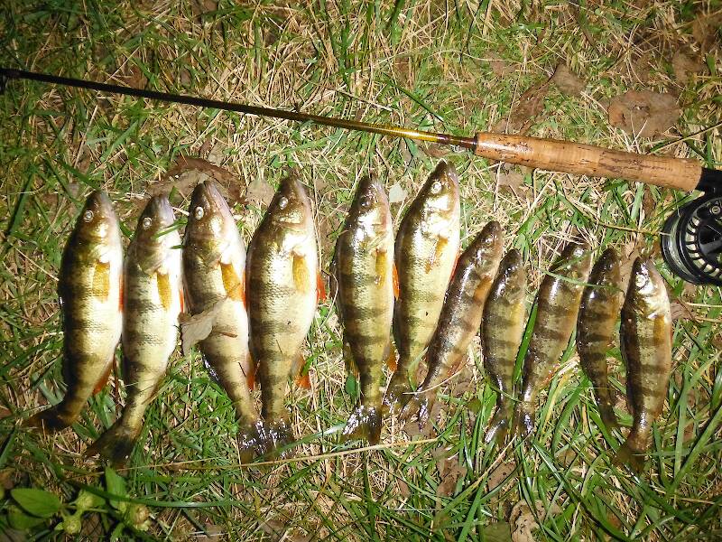 Tonight's haul - no catch and release here!!