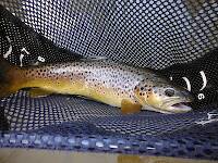 Nice fat colorful Rifle River brown
