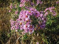 Beautiful clump of New England aster blooming along the creek