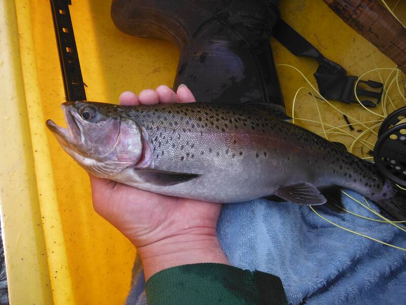 Big fat 16-incher, my biggest trout of the year (so far)