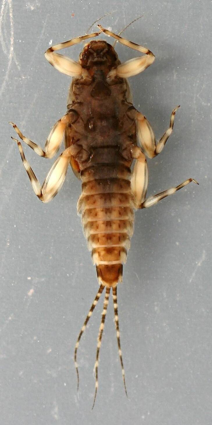 Female. In alcohol. Ventral view.