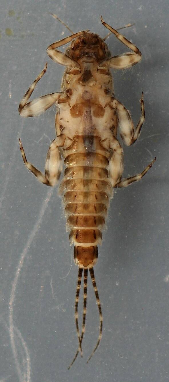 Male. In alcohol. Ventral view